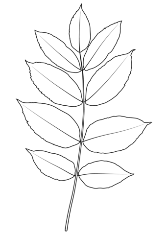 Black Ash Leaf Coloring Page